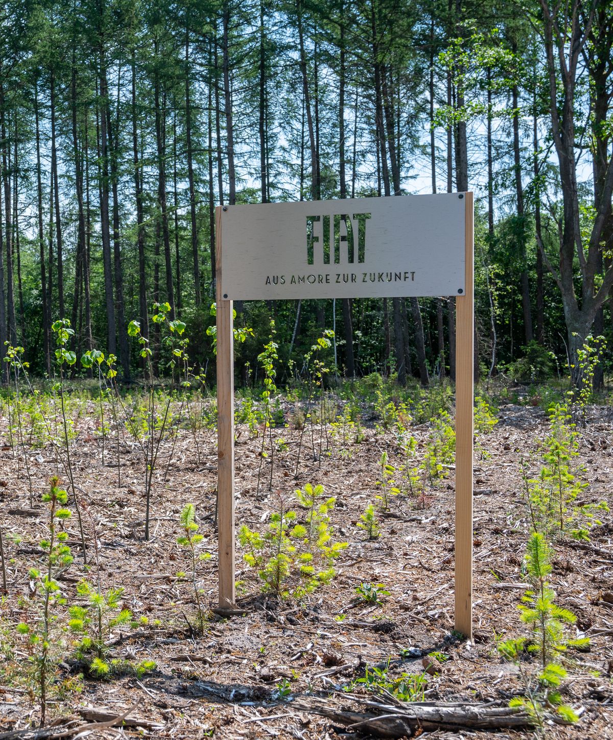 Plant-My-Tree: Fiat hat in Hohenlockstedt tausende Bäume gepflanzt