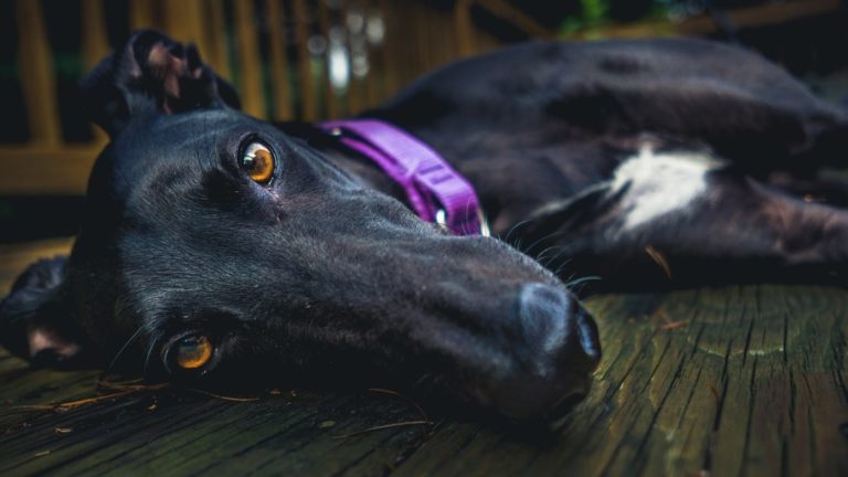 Gelesen: Fashion-Accessoires für Hunde