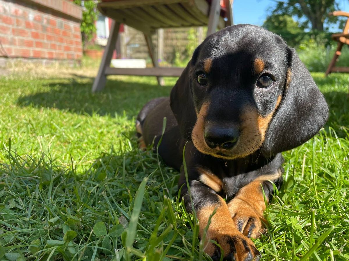 Why You Should Consider Buying a Dachshund Puppy from @bessy_the_teckel