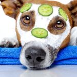 Hundesalons in Hamburg: Top 5 Orte für die Pflege Ihres Vierbeiners
