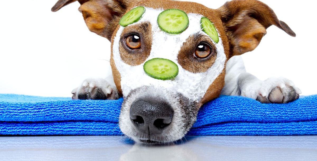 Hundesalons in Hamburg: Top 5 Orte für die Pflege Ihres Vierbeiners