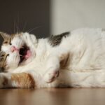 Oras Cat ist gar nicht funky