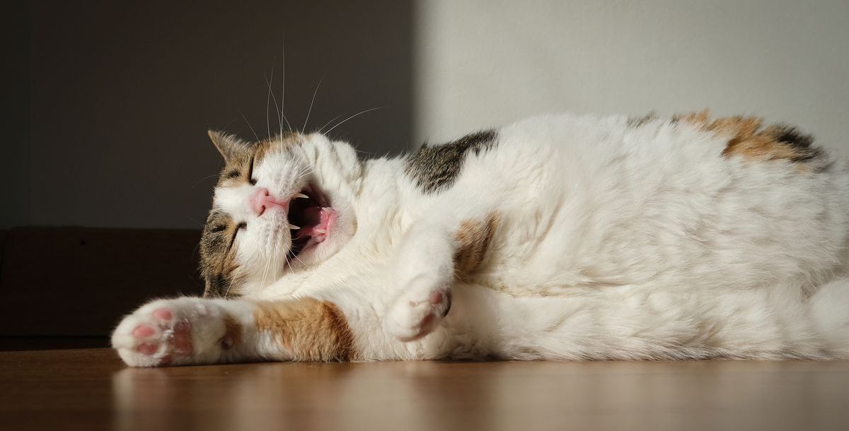 Oras Cat ist gar nicht funky