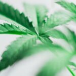 Zucht von Hanfpflanzen – welche Hanfsamen sind die besten? Zucht von Hanfpflanzen – welche Hanfsamen sind die besten?