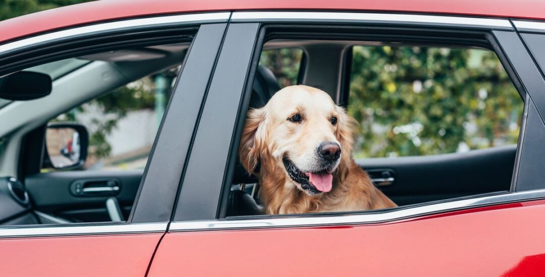 Mit Hund sicher im Auto unterwegs