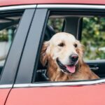 Mit Hund sicher im Auto unterwegs