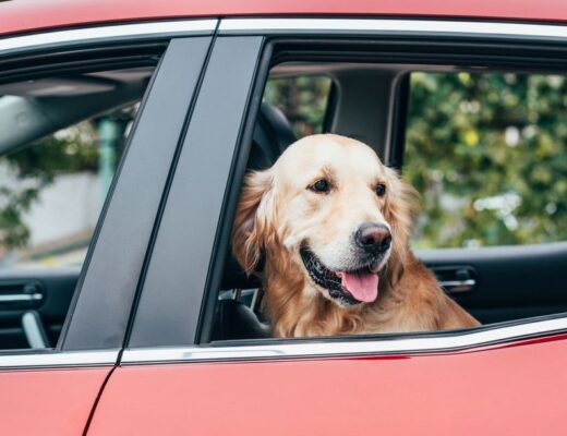 Mit Hund sicher im Auto unterwegs