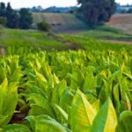 Merkmale für hochwertigen Tabak Merkmale für hochwertigen Tabak