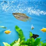 Lust auf ein Aquarium?