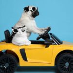 Döggi und Miezi im Auto Döggi und Miezi im Auto