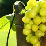 Weingut Tesch - interessantester Riesling-Jahrgang Weingut Tesch - interessantester Riesling-Jahrgang