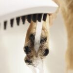 Der "Mudroom" - praktische Schleuse für Hunde