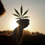 Cannabis - vom Tabu zur legalen Genusskultur