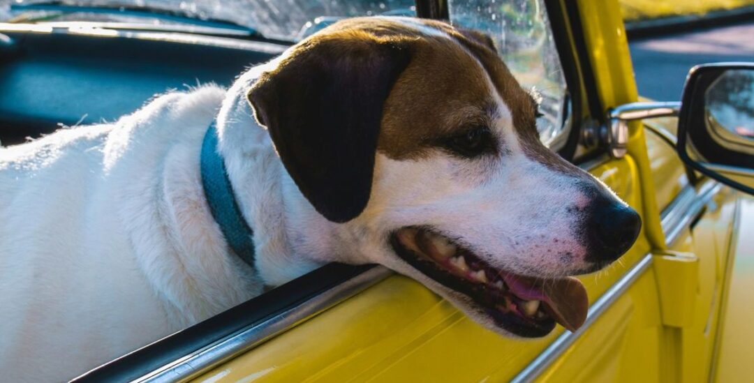 Tipps für eine entspannte Reise mit dem Hund