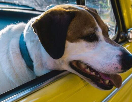 Tipps für eine entspannte Reise mit dem Hund