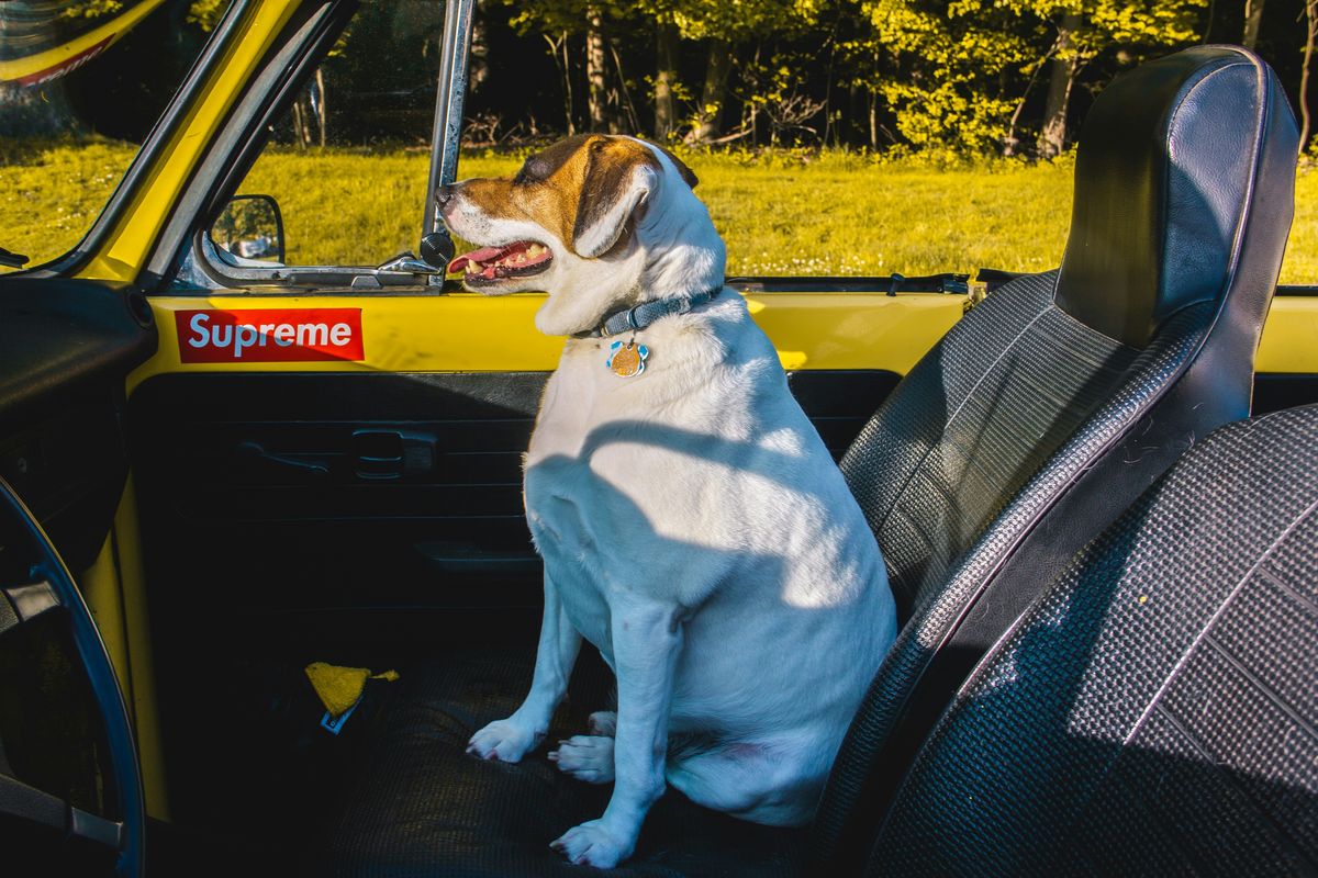 Tipps für eine entspannte Reise mit dem Hund