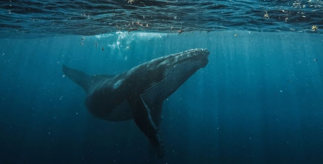 Warum Ostsee-Wal Timmy die Menschen bewegt
