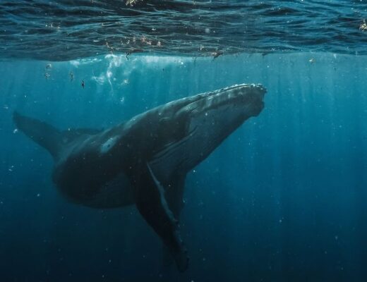 Warum Ostsee-Wal Timmy die Menschen bewegt